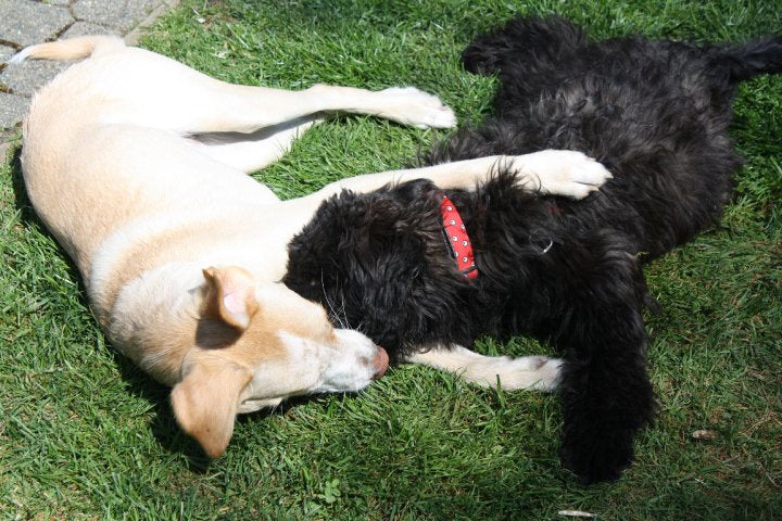 Lola and Crow Spirit
