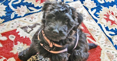 Lola, my Poodle-Wheaten Terrier puppy sits on my rug